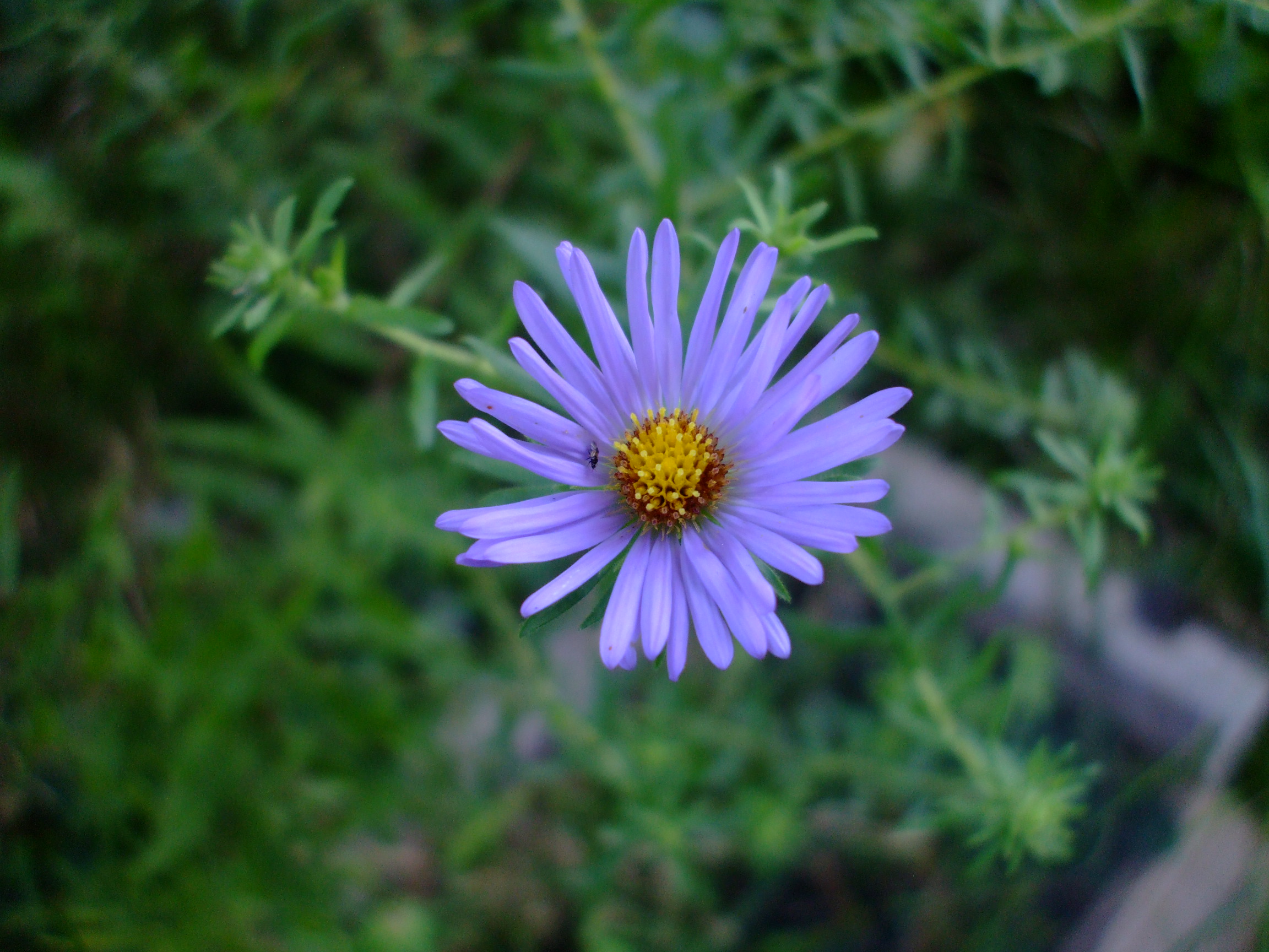 Symphyotrichum oblongifolium